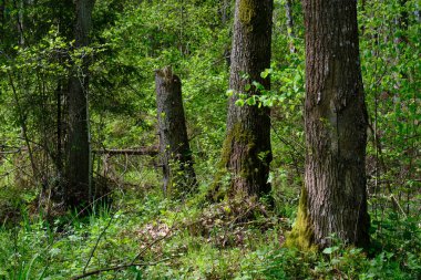 Ağaçların, Bialowieza Ormanı 'nın, Polonya' nın ve Avrupa 'nın etrafında duran suyla bahar zamanı alder-bataklık güneşli ormanı