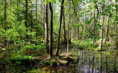 Ağaçların, Bialowieza Ormanı 'nın, Polonya' nın ve Avrupa 'nın etrafında duran suyla bahar zamanı alder-bataklık güneşli ormanı