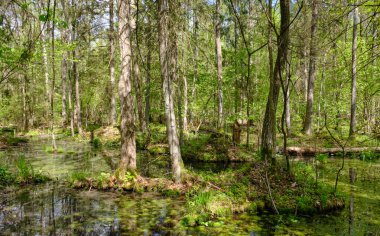 Ağaçların, Bialowieza Ormanı 'nın, Polonya' nın ve Avrupa 'nın etrafında duran suyla bahar zamanı alder-bataklık güneşli ormanı