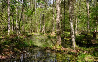 Ağaçların, Bialowieza Ormanı 'nın, Polonya' nın ve Avrupa 'nın etrafında duran suyla bahar zamanı alder-bataklık güneşli ormanı
