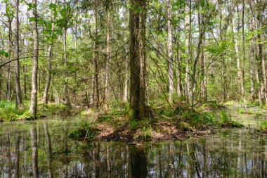 Ağaçların, Bialowieza Ormanı 'nın, Polonya' nın ve Avrupa 'nın etrafında duran suyla bahar zamanı alder-bataklık güneşli ormanı