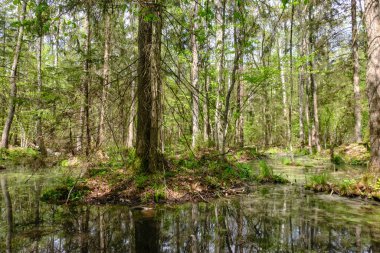 Ağaçların, Bialowieza Ormanı 'nın, Polonya' nın ve Avrupa 'nın etrafında duran suyla bahar zamanı alder-bataklık güneşli ormanı
