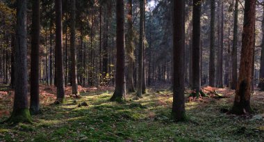 Sonbahar yapraklı ağaç standı sabah ışıl ışıl, Bialowieza Ormanı, Polonya, Avrupa