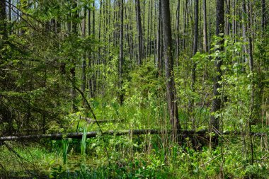 Ağaçların, Bialowieza Ormanı 'nın, Polonya' nın ve Avrupa 'nın etrafında duran suyla bahar zamanı alder-bataklık güneşli ormanı