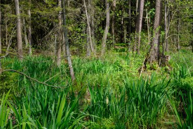 Ağaçların, Bialowieza Ormanı 'nın, Polonya' nın ve Avrupa 'nın etrafında duran suyla bahar zamanı alder-bataklık güneşli ormanı