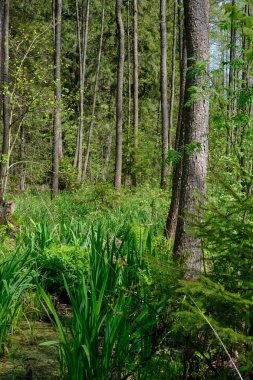 Ağaçların, Bialowieza Ormanı 'nın, Polonya' nın ve Avrupa 'nın etrafında duran suyla bahar zamanı alder-bataklık güneşli ormanı