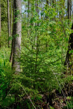 Ağaçların, Bialowieza Ormanı 'nın, Polonya' nın ve Avrupa 'nın etrafında duran suyla bahar zamanı alder-bataklık güneşli ormanı