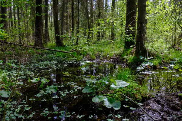 Ağaçların, Bialowieza Ormanı 'nın, Polonya' nın ve Avrupa 'nın etrafında duran suyla bahar zamanı alder-bataklık güneşli ormanı
