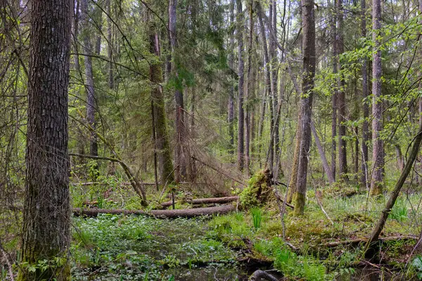 Ağaçların, Bialowieza Ormanı 'nın, Polonya' nın ve Avrupa 'nın etrafında duran suyla bahar zamanı alder-bataklık güneşli ormanı