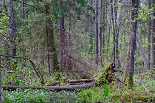 Ağaçların, Bialowieza Ormanı 'nın, Polonya' nın ve Avrupa 'nın etrafında duran suyla bahar zamanı alder-bataklık güneşli ormanı