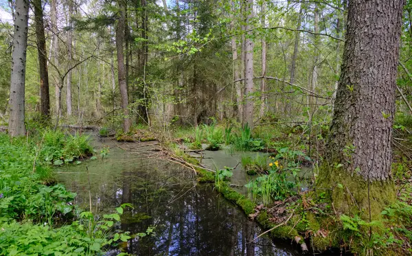 Ağaçların, Bialowieza Ormanı 'nın, Polonya' nın ve Avrupa 'nın etrafında duran suyla bahar zamanı alder-bataklık güneşli ormanı
