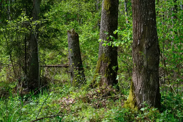 Ağaçların, Bialowieza Ormanı 'nın, Polonya' nın ve Avrupa 'nın etrafında duran suyla bahar zamanı alder-bataklık güneşli ormanı