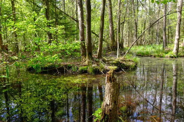 Ağaçların, Bialowieza Ormanı 'nın, Polonya' nın ve Avrupa 'nın etrafında duran suyla bahar zamanı alder-bataklık güneşli ormanı