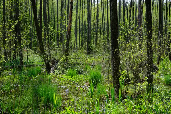 Ağaçların, Bialowieza Ormanı 'nın, Polonya' nın ve Avrupa 'nın etrafında duran suyla bahar zamanı alder-bataklık güneşli ormanı