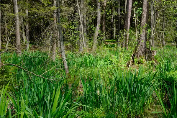 Ağaçların, Bialowieza Ormanı 'nın, Polonya' nın ve Avrupa 'nın etrafında duran suyla bahar zamanı alder-bataklık güneşli ormanı