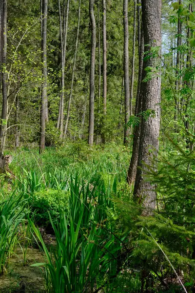 Ağaçların, Bialowieza Ormanı 'nın, Polonya' nın ve Avrupa 'nın etrafında duran suyla bahar zamanı alder-bataklık güneşli ormanı