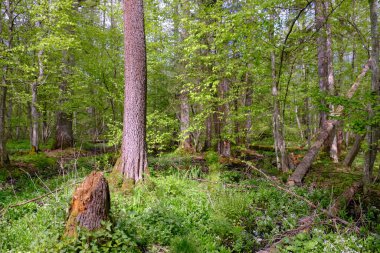 Ağaçların, Bialowieza Ormanı 'nın, Polonya' nın ve Avrupa 'nın etrafında duran suyla bahar zamanı alder-bataklık güneşli ormanı