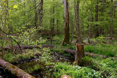 Ağaçların, Bialowieza Ormanı 'nın, Polonya' nın ve Avrupa 'nın etrafında duran suyla bahar zamanı alder-bataklık güneşli ormanı