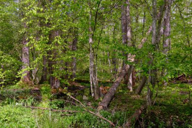 Ağaçların, Bialowieza Ormanı 'nın, Polonya' nın ve Avrupa 'nın etrafında duran suyla bahar zamanı alder-bataklık güneşli ormanı