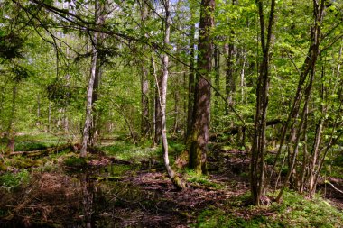 Ağaçların, Bialowieza Ormanı 'nın, Polonya' nın ve Avrupa 'nın etrafında duran suyla bahar zamanı alder-bataklık güneşli ormanı