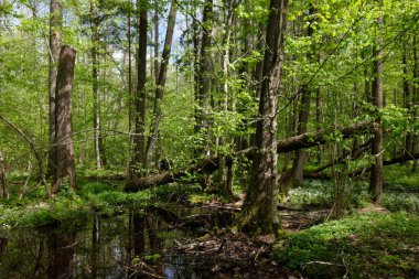 Ağaçların, Bialowieza Ormanı 'nın, Polonya' nın ve Avrupa 'nın etrafında duran suyla bahar zamanı alder-bataklık güneşli ormanı