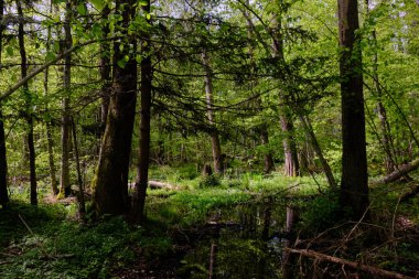 Ağaçların, Bialowieza Ormanı 'nın, Polonya' nın ve Avrupa 'nın etrafında duran suyla bahar zamanı alder-bataklık güneşli ormanı