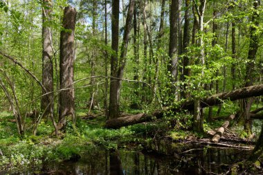 Ağaçların, Bialowieza Ormanı 'nın, Polonya' nın ve Avrupa 'nın etrafında duran suyla bahar zamanı alder-bataklık güneşli ormanı