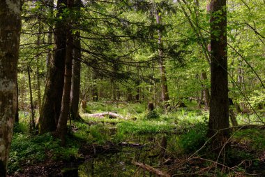 Ağaçların, Bialowieza Ormanı 'nın, Polonya' nın ve Avrupa 'nın etrafında duran suyla bahar zamanı alder-bataklık güneşli ormanı