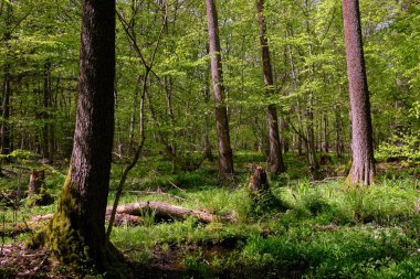 Ağaçların, Bialowieza Ormanı 'nın, Polonya' nın ve Avrupa 'nın etrafında duran suyla bahar zamanı alder-bataklık güneşli ormanı