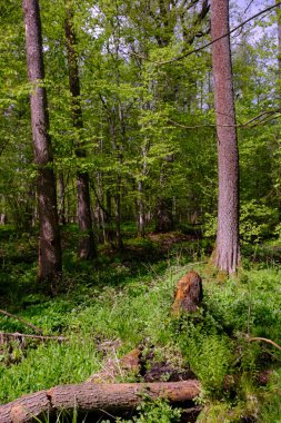 Ağaçların, Bialowieza Ormanı 'nın, Polonya' nın ve Avrupa 'nın etrafında duran suyla bahar zamanı alder-bataklık güneşli ormanı