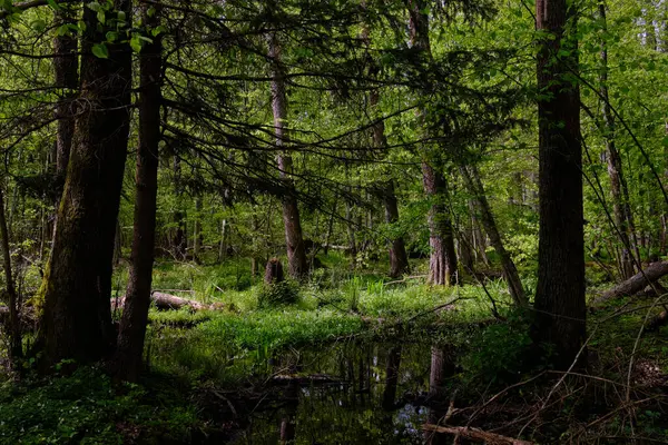Ağaçların, Bialowieza Ormanı 'nın, Polonya' nın ve Avrupa 'nın etrafında duran suyla bahar zamanı alder-bataklık güneşli ormanı