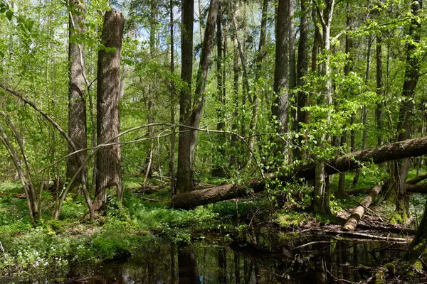 Ağaçların, Bialowieza Ormanı 'nın, Polonya' nın ve Avrupa 'nın etrafında duran suyla bahar zamanı alder-bataklık güneşli ormanı