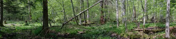 Ağaçların, Bialowieza Ormanı 'nın, Polonya' nın ve Avrupa 'nın etrafında duran suyla bahar zamanı alder-bataklık güneşli ormanı