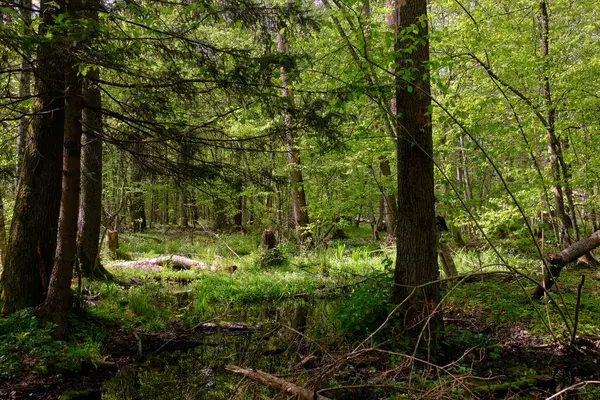 Ağaçların, Bialowieza Ormanı 'nın, Polonya' nın ve Avrupa 'nın etrafında duran suyla bahar zamanı alder-bataklık güneşli ormanı