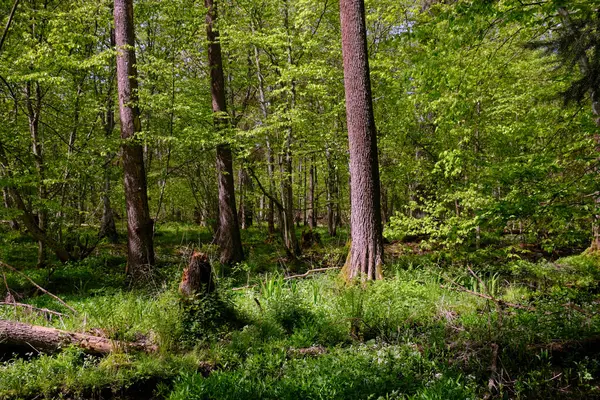 Ağaçların, Bialowieza Ormanı 'nın, Polonya' nın ve Avrupa 'nın etrafında duran suyla bahar zamanı alder-bataklık güneşli ormanı