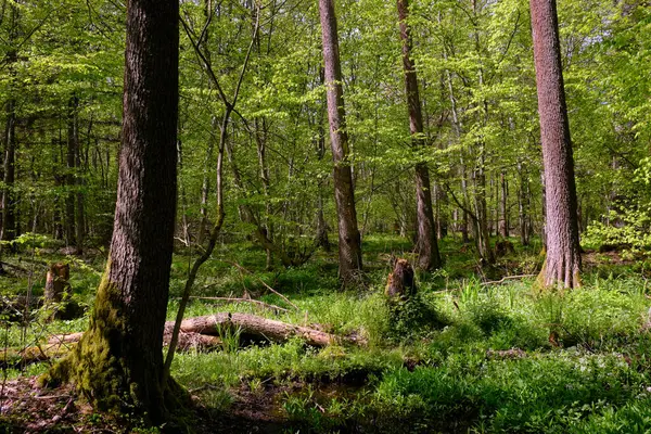 Ağaçların, Bialowieza Ormanı 'nın, Polonya' nın ve Avrupa 'nın etrafında duran suyla bahar zamanı alder-bataklık güneşli ormanı