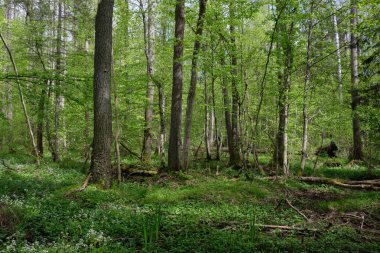 Ağaçların, Bialowieza Ormanı 'nın, Polonya' nın ve Avrupa 'nın etrafında duran suyla bahar zamanı alder-bataklık güneşli ormanı