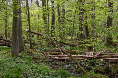 Ağaçların, Bialowieza Ormanı 'nın, Polonya' nın ve Avrupa 'nın etrafında duran suyla bahar zamanı alder-bataklık güneşli ormanı