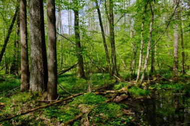 Ağaçların, Bialowieza Ormanı 'nın, Polonya' nın ve Avrupa 'nın etrafında duran suyla bahar zamanı alder-bataklık güneşli ormanı