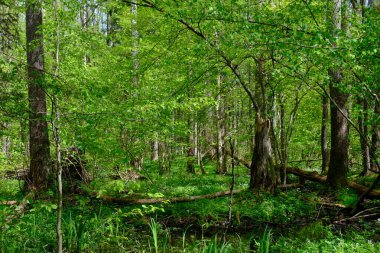 Ağaçların, Bialowieza Ormanı 'nın, Polonya' nın ve Avrupa 'nın etrafında duran suyla bahar zamanı alder-bataklık güneşli ormanı