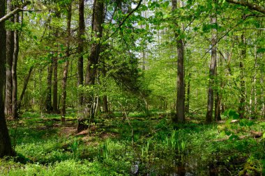 Ağaçların, Bialowieza Ormanı 'nın, Polonya' nın ve Avrupa 'nın etrafında duran suyla bahar zamanı alder-bataklık güneşli ormanı