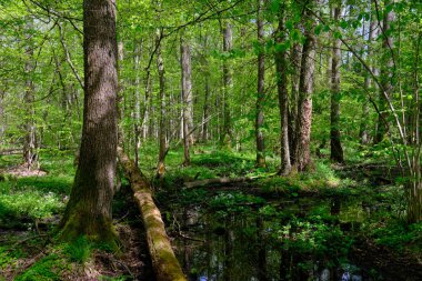 Ağaçların, Bialowieza Ormanı 'nın, Polonya' nın ve Avrupa 'nın etrafında duran suyla bahar zamanı alder-bataklık güneşli ormanı