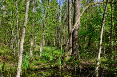 Ağaçların, Bialowieza Ormanı 'nın, Polonya' nın ve Avrupa 'nın etrafında duran suyla bahar zamanı alder-bataklık güneşli ormanı