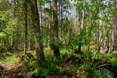Ağaçların, Bialowieza Ormanı 'nın, Polonya' nın ve Avrupa 'nın etrafında duran suyla bahar zamanı alder-bataklık güneşli ormanı