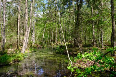 Ağaçların, Bialowieza Ormanı 'nın, Polonya' nın ve Avrupa 'nın etrafında duran suyla bahar zamanı alder-bataklık güneşli ormanı