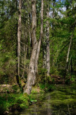 Ağaçların, Bialowieza Ormanı 'nın, Polonya' nın ve Avrupa 'nın etrafında duran suyla bahar zamanı alder-bataklık güneşli ormanı