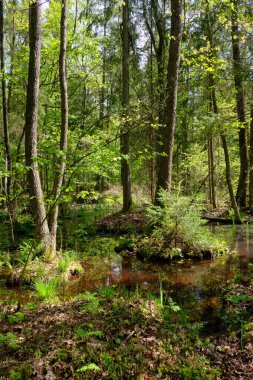 Ağaçların, Bialowieza Ormanı 'nın, Polonya' nın ve Avrupa 'nın etrafında duran suyla bahar zamanı alder-bataklık güneşli ormanı