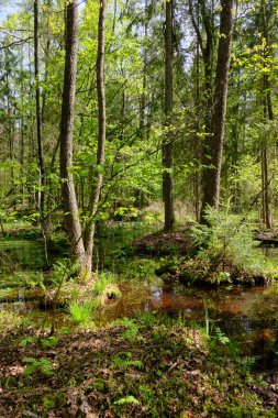 Ağaçların, Bialowieza Ormanı 'nın, Polonya' nın ve Avrupa 'nın etrafında duran suyla bahar zamanı alder-bataklık güneşli ormanı
