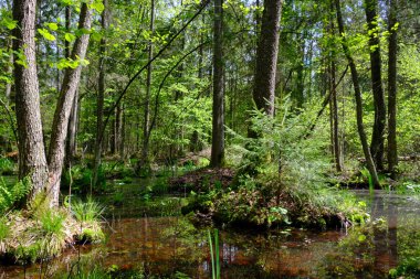Ağaçların, Bialowieza Ormanı 'nın, Polonya' nın ve Avrupa 'nın etrafında duran suyla bahar zamanı alder-bataklık güneşli ormanı