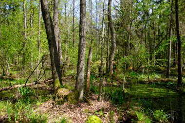 Ağaçların, Bialowieza Ormanı 'nın, Polonya' nın ve Avrupa 'nın etrafında duran suyla bahar zamanı alder-bataklık güneşli ormanı